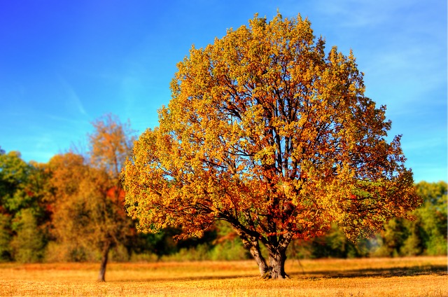 Bild: Herbstbaum02 (Quelle: pixabay.com)