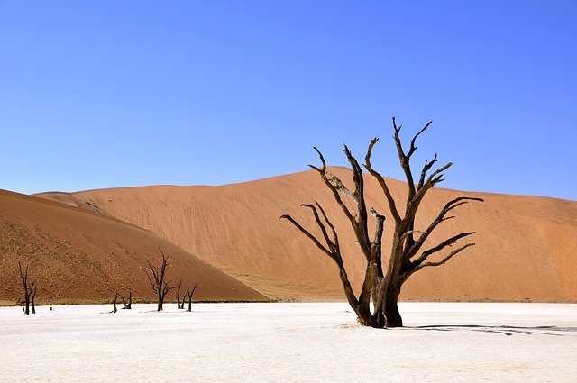 Bild: NamibiaWuestenbaum (Quelle: pixabay.com)