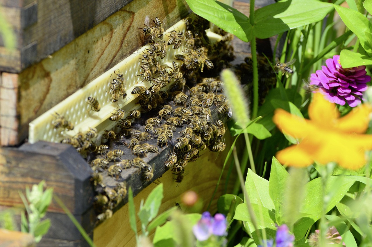 Bild: bees-3561491_1280 (Quelle: pixabay.com)