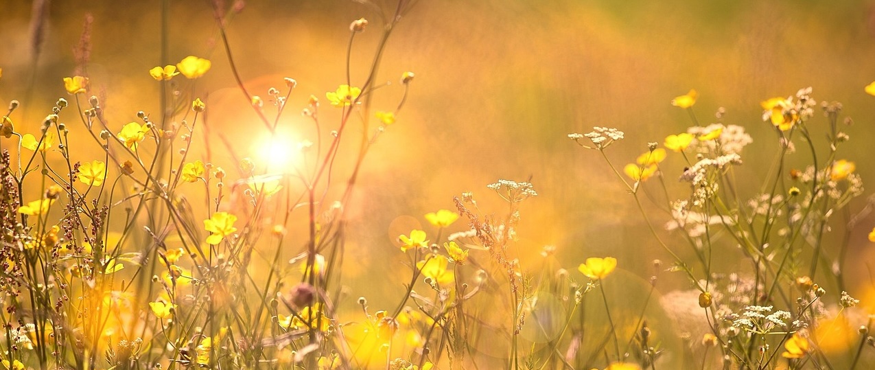 Bild: blumenwieseLichtpunkt01 (Quelle: pixabay.com)