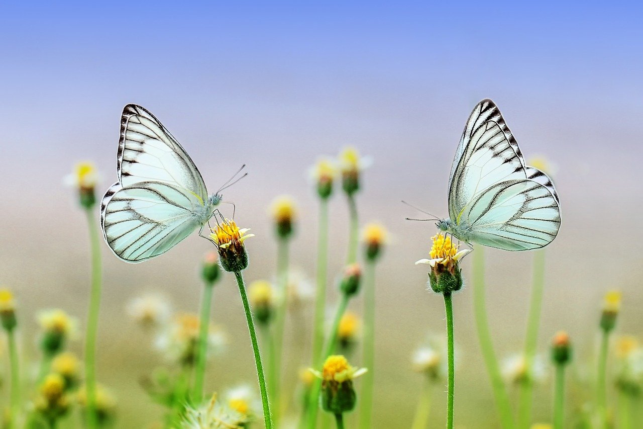Bild: butterflies-1127666_1280 (Quelle: pixabay.com)