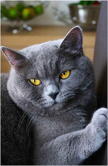 Gedichte zu cat-4777292_640.jpg