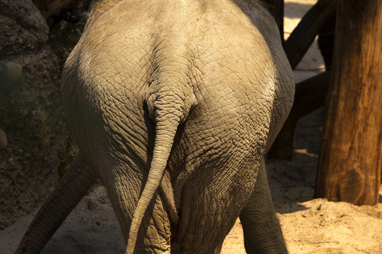 Bild: elephant-2682191_1280 (Quelle: pixabay.com)