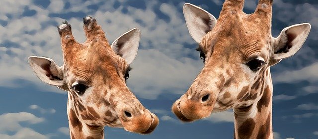 Bild: giraffe-613662_640 (Quelle: pixabay.com)