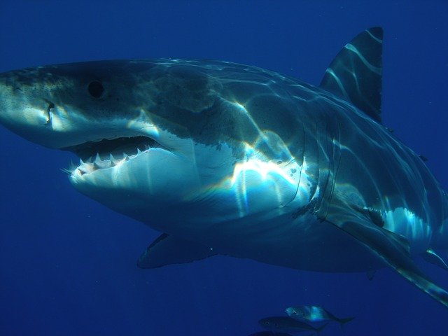 Bild: great-white-shark-398276_640 (Quelle: pixabay.com)