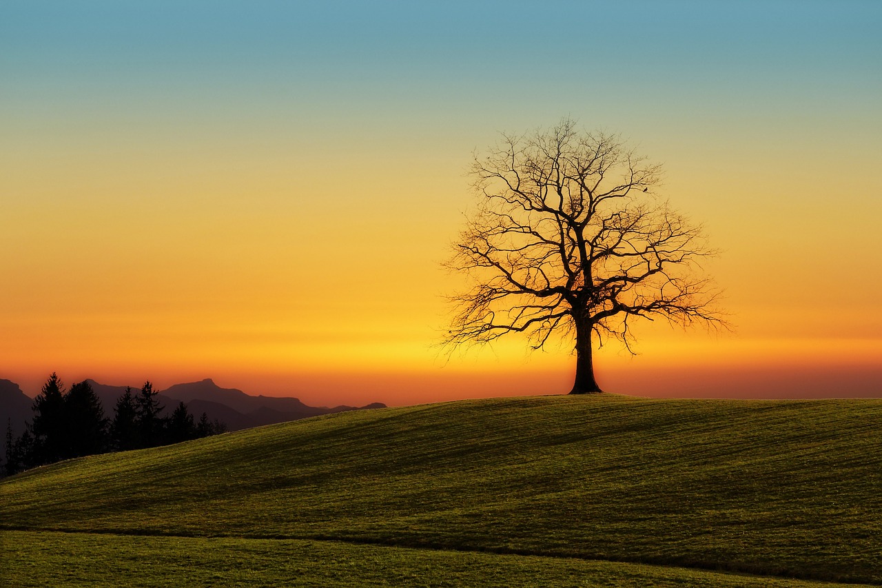 Bild: herbstbaumImAbendrot_01 (Quelle: pixabay.com)