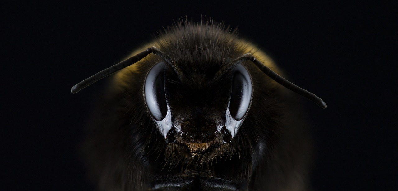 Bild: hummel-1353423_1280 (Quelle: pixabay.com)