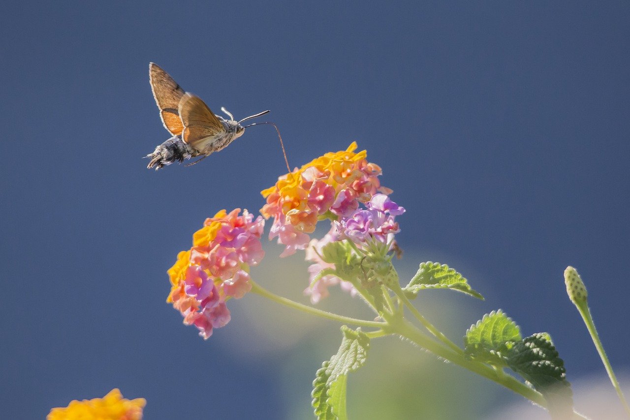 Bild: hummingbird-hawkmoths-4811285_1280 (Quelle: pixabay.com)