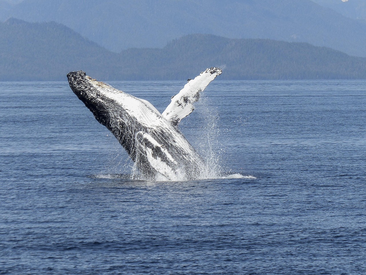 Bild: humpback-whale-436115_1280 (Quelle: pixabay.com)