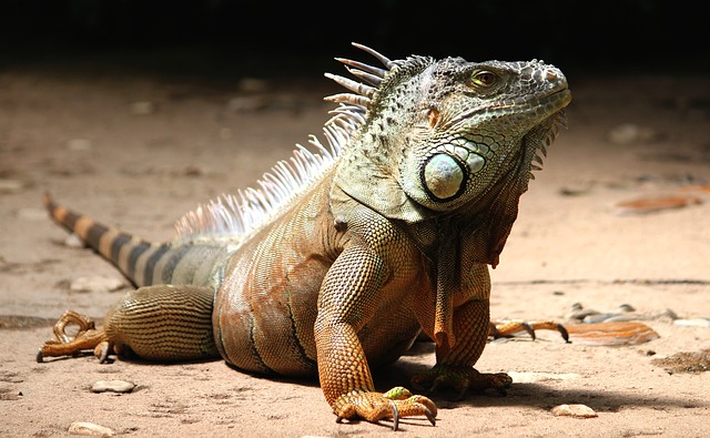 Bild: iguana-2039719_640 (Quelle: pixabay.com)