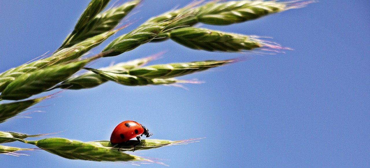 Bild: ladybug-1470629_1280 (Quelle: pixabay.com)