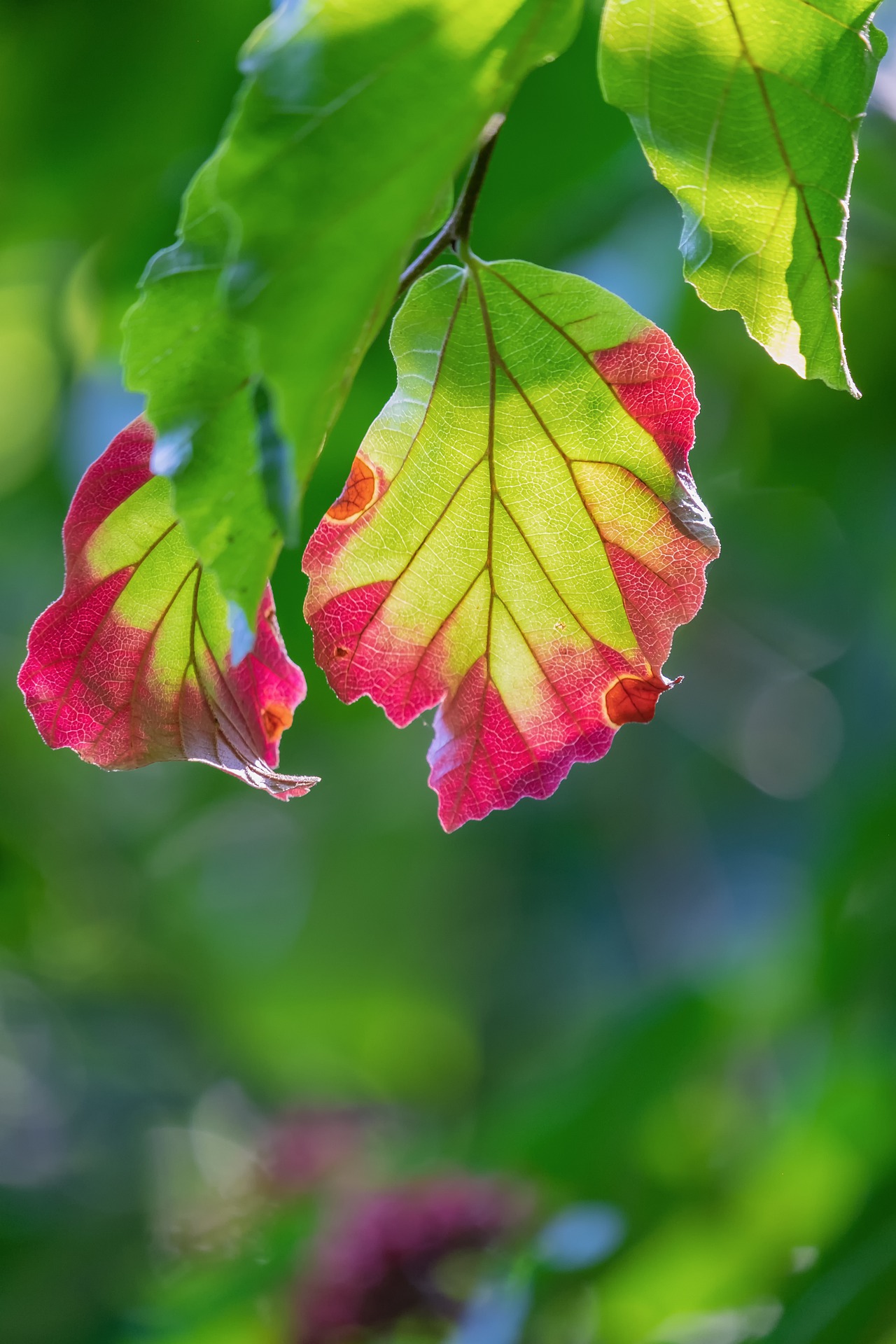 Gedichte zu leaf-4444042_1920.jpg