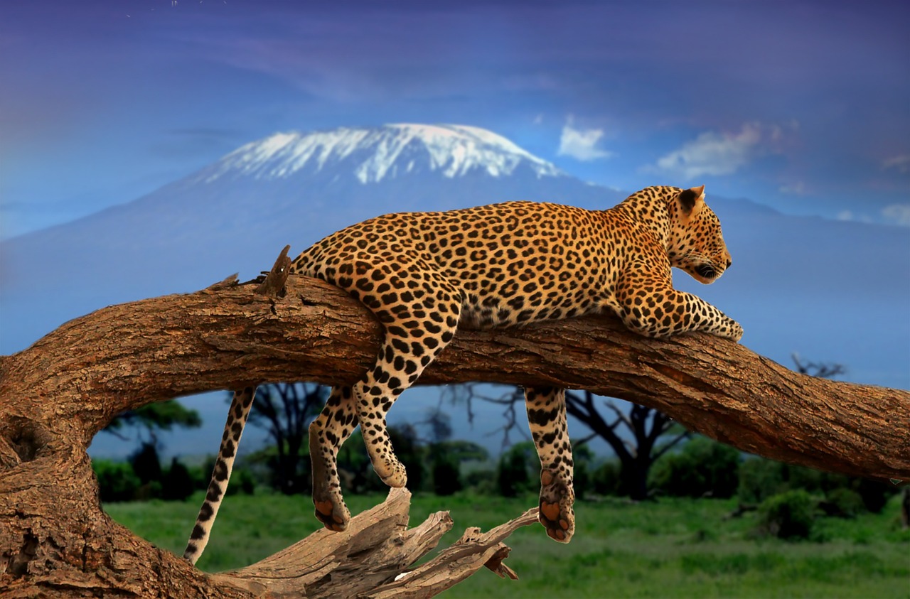 Bild: leopard-4738939_1280 (Quelle: pixabay.com)