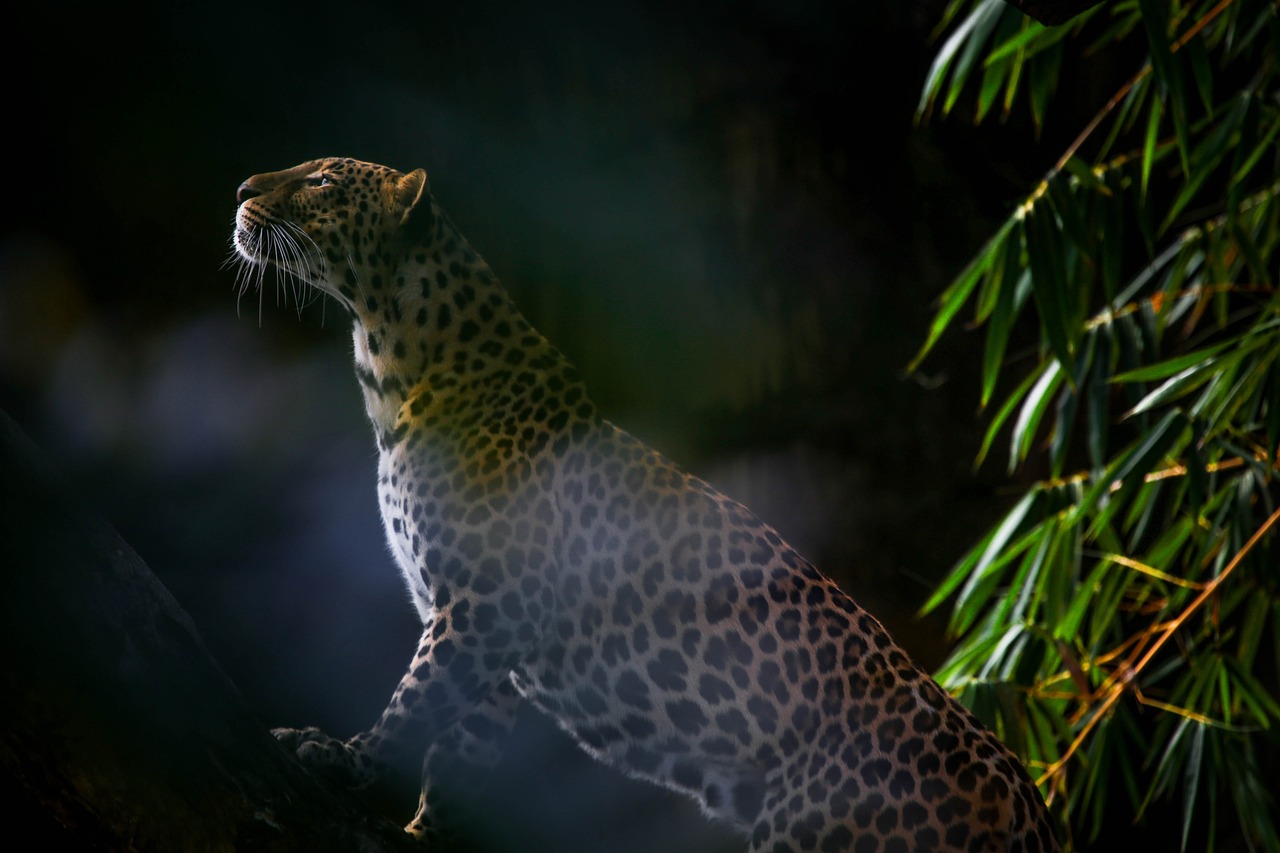 Bild: leopard-5522230_1280 (Quelle: pixabay.com)