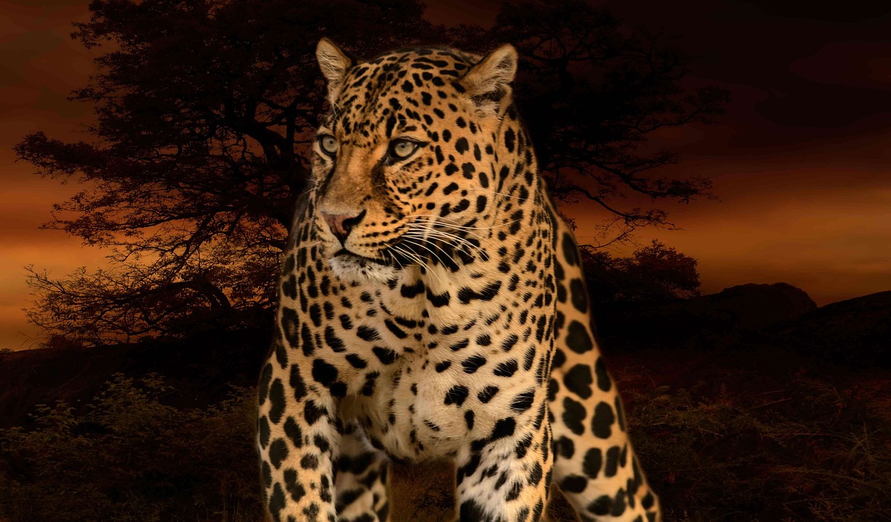 Bild: leopardvorbaum_01 (Quelle: pixabay.com)