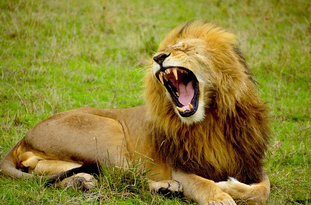 Bild: lion-1977123_640 (Quelle: pixabay.com)