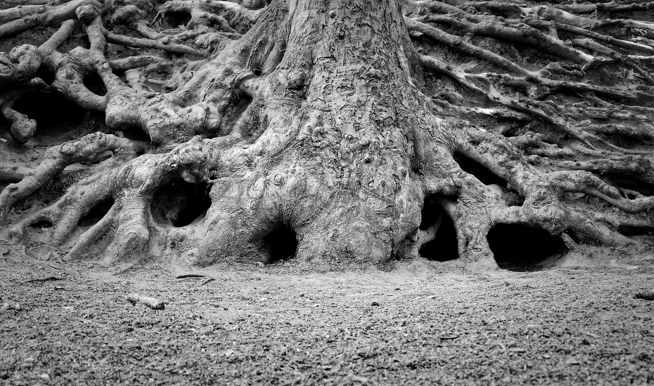Bild: tree-root-5257731_1280 (Quelle: pixabay.com)