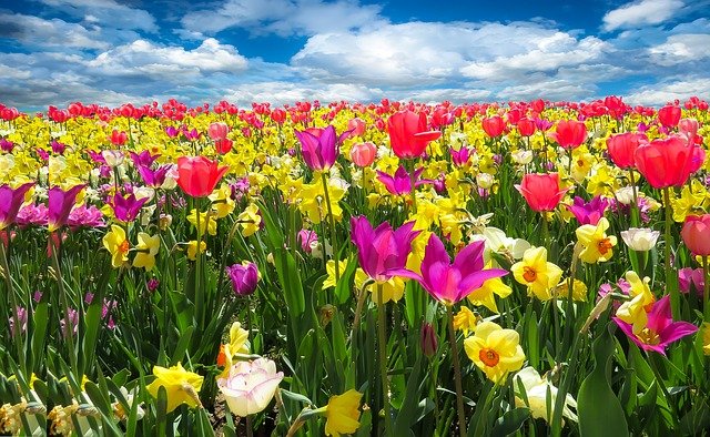 Bild: tulips-1197602_640 (Quelle: pixabay.com)