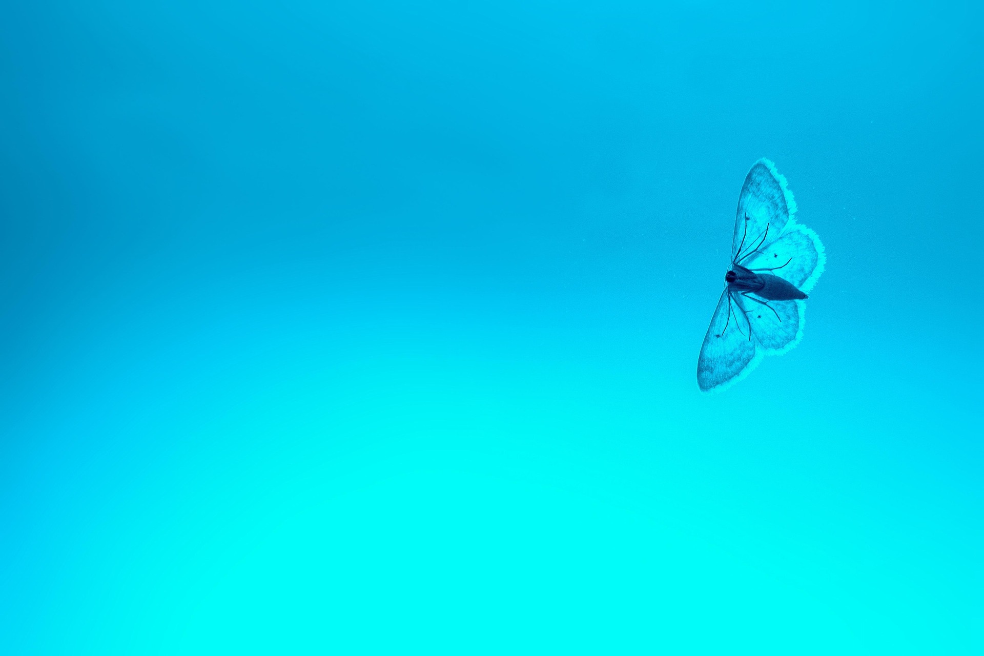 Bild: 995645-butterfly-3787604_1920 (Quelle: pixabay.com)