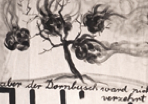 Bild: Dornbusch_03 (Quelle: pixabay.com)