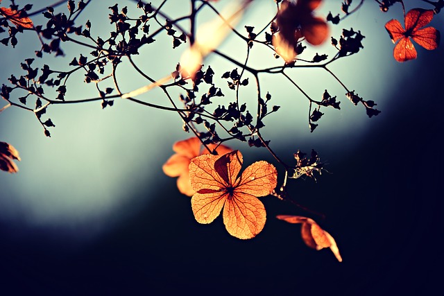Bild: Herbstblatt01 (Quelle: pixabay.com)