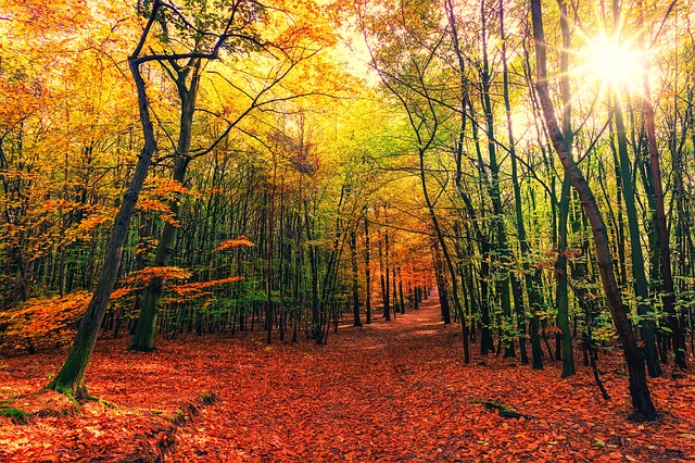 Bild: Herbstwaldweg01 (Quelle: pixabay.com)