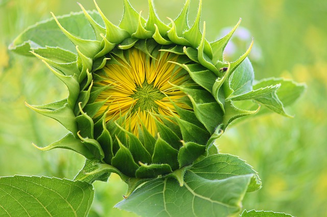 Bild: Sonnenblume01 (Quelle: pixabay.com)