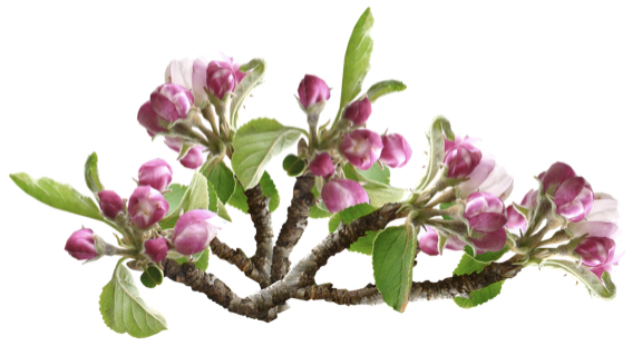 Bild: apple-blossom-3329365_1920-1 (Quelle: pixabay.com)