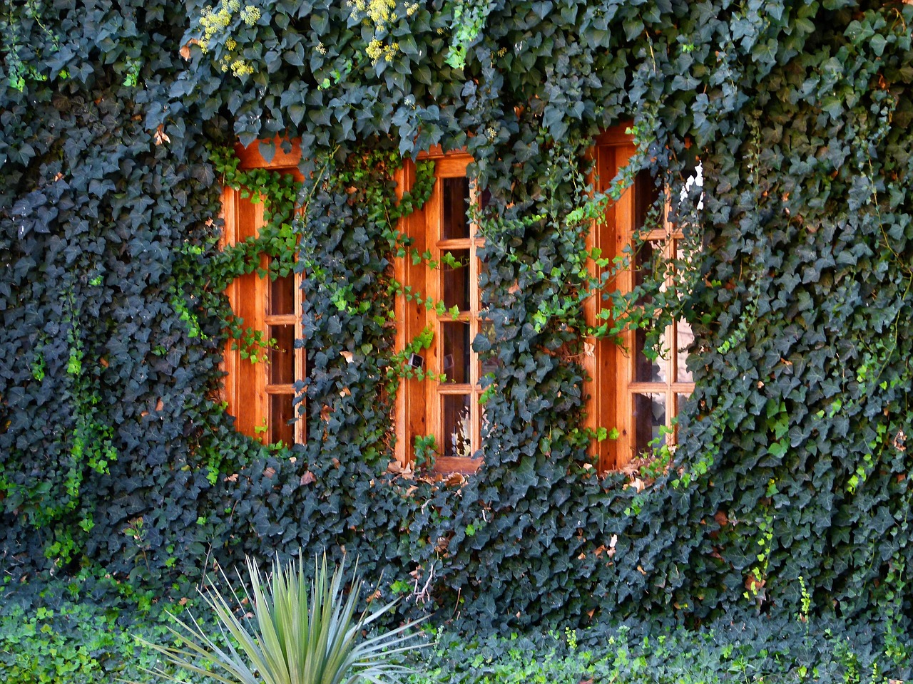 Bild: arttower-ivy-65311_1280 (Quelle: pixabay.com)