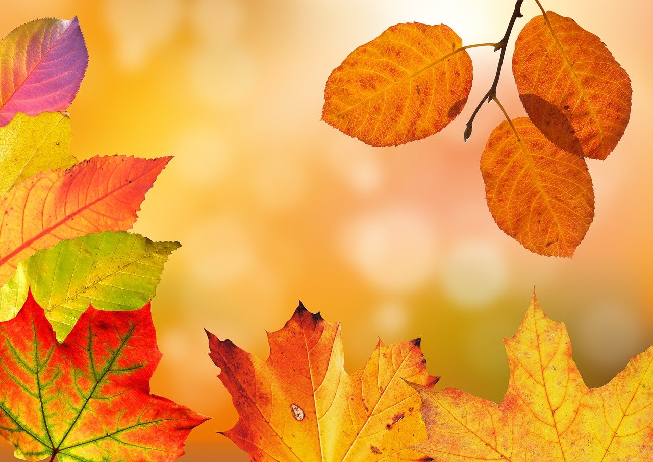 Bild: autumn-1649362_1280 (Quelle: pixabay.com)