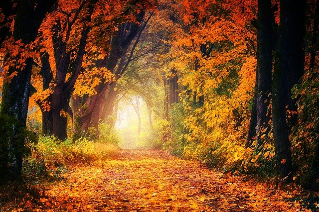 Bild: autumn-3186876_640 (Quelle: pixabay.com)