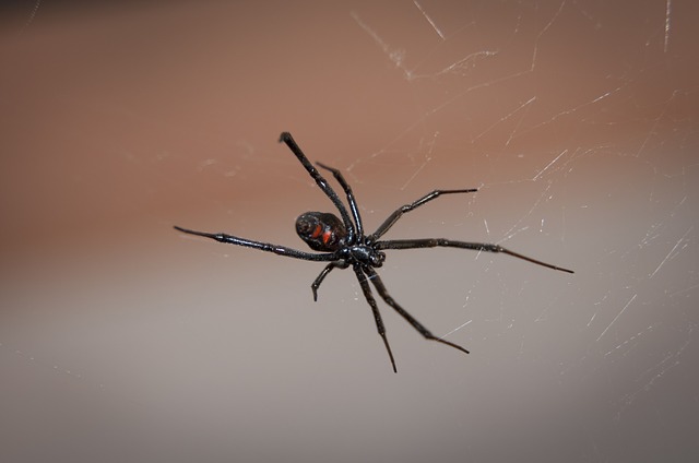 Bild: black-widow-spider-949399_640 (Quelle: pixabay.com)