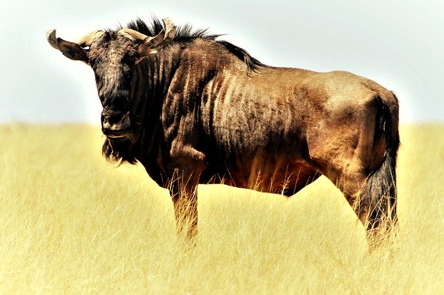 Bild: blue-wildebeest-4694520_640 (Quelle: pixabay.com)