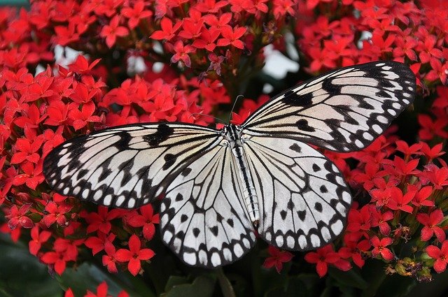 Bild: butterfly-1218884_640 (Quelle: pixabay.com)