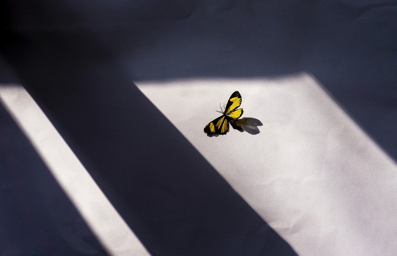 Bild: butterfly-5344157_1280 (Quelle: pixabay.com)