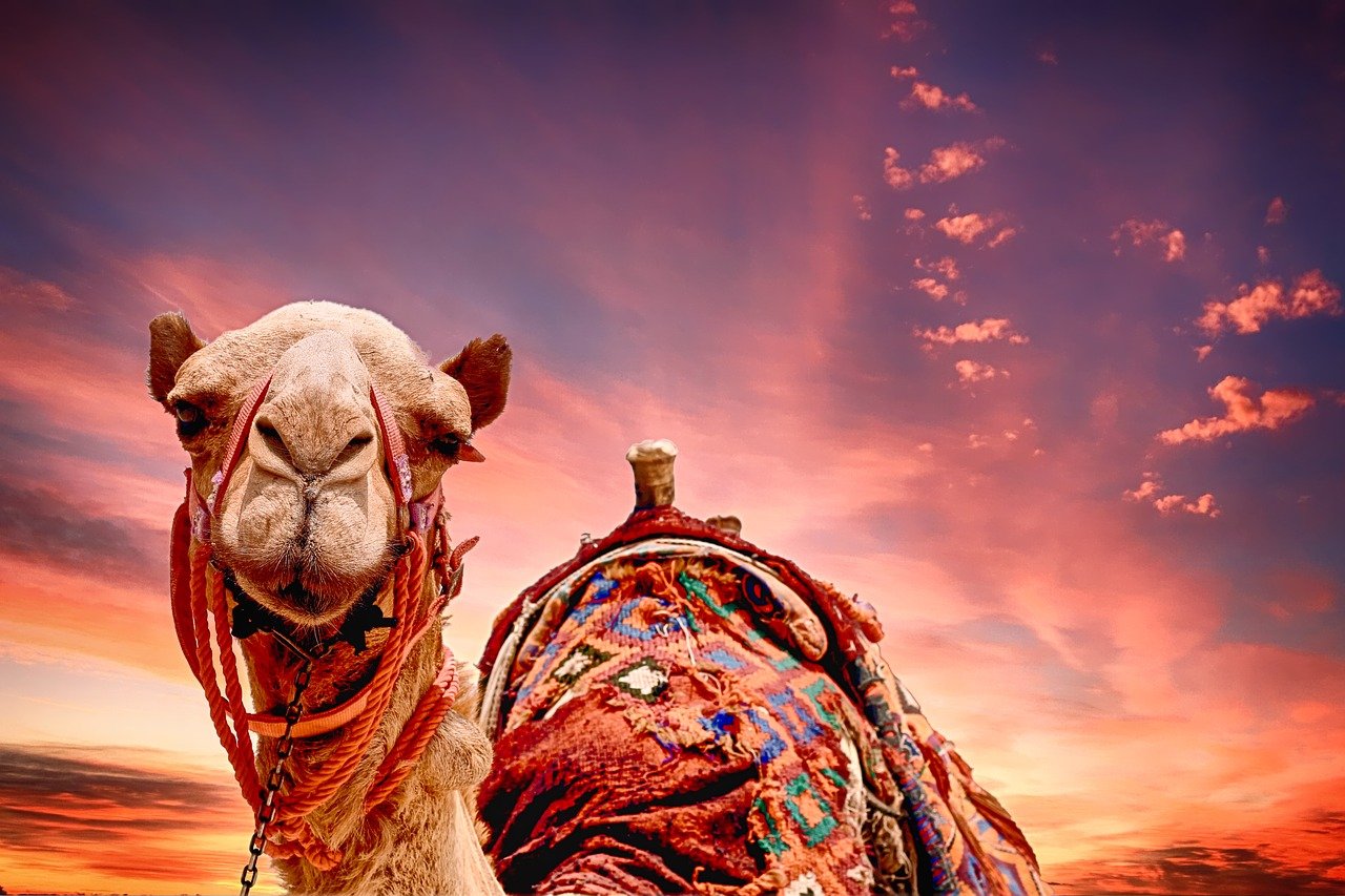 Bild: camel-2500618_1280 (Quelle: pixabay.com)
