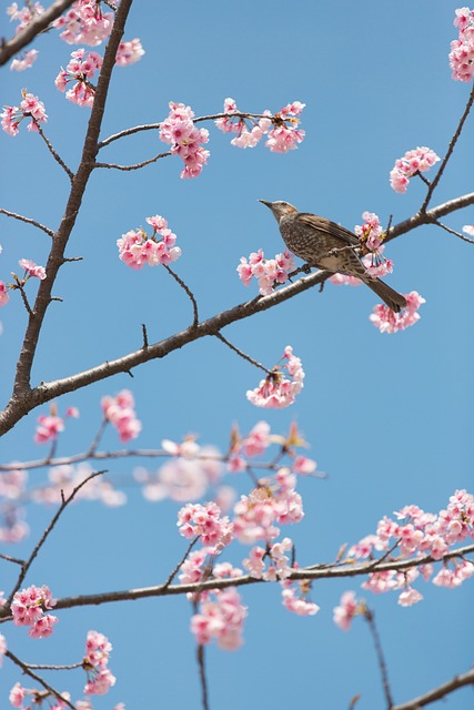 Gedichte zu cherry-blossoms-6943659_640.jpg