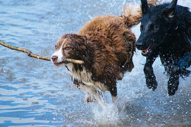Bild: dogs-1246588_640 (Quelle: pixabay.com)