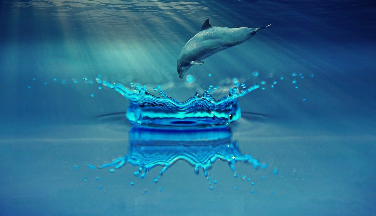 Bild: dolphin-1739674_1280 (Quelle: pixabay.com)