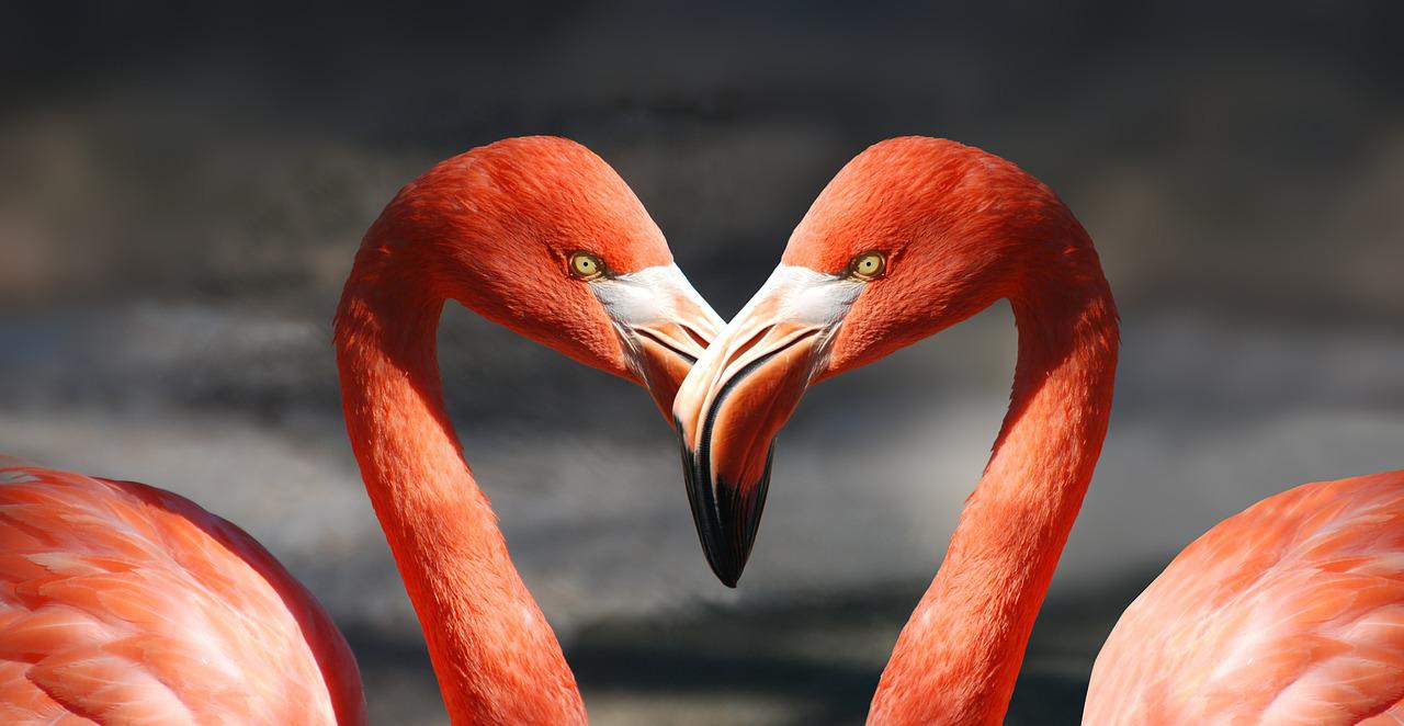 Bild: flamingo-600205_1280 (Quelle: pixabay.com)