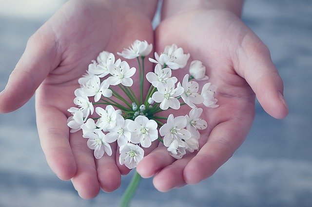 Bild: flower-1283259_640 (Quelle: pixabay.com)