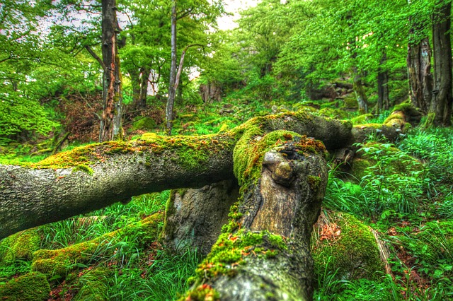 Bild: forest-1719776_640 (Quelle: pixabay.com)