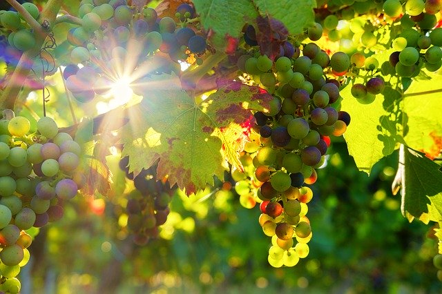 Bild: grapes-3550729_640 (Quelle: pixabay.com)