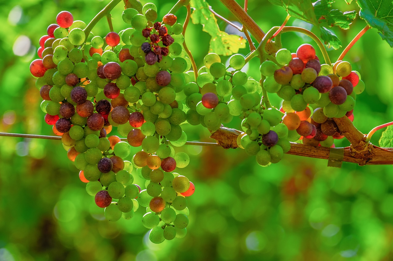 Bild: grapes-4403139_1280 (Quelle: pixabay.com)