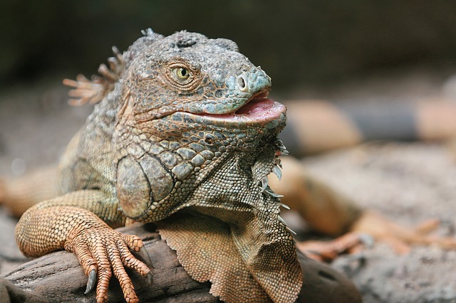 Bild: iguana-1081883_640 (Quelle: pixabay.com)