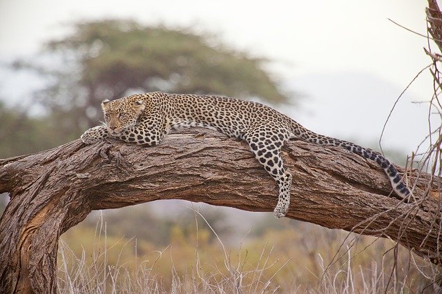 Bild: leopard-163035_640 (Quelle: pixabay.com)
