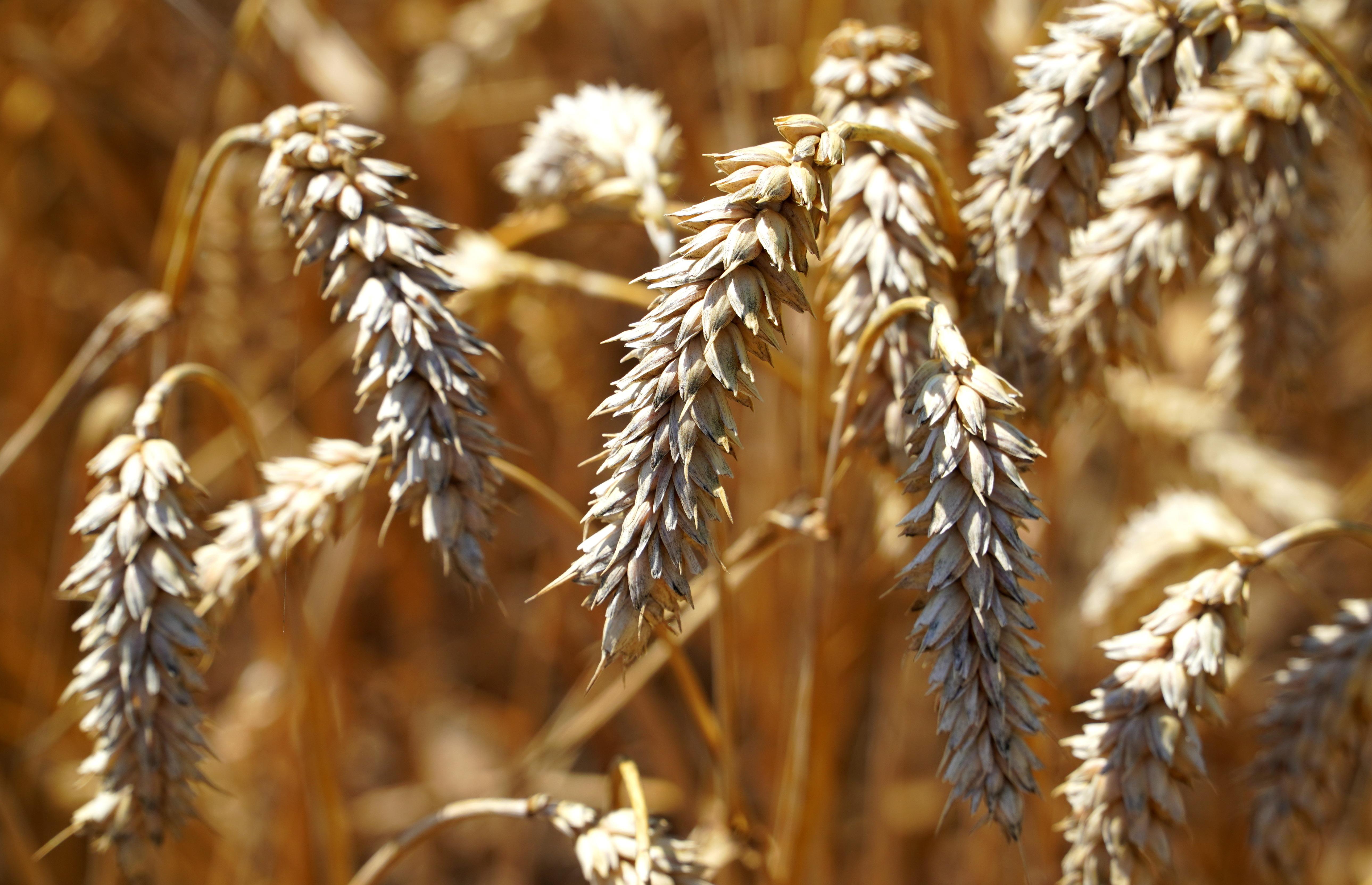 Bild: matthiasboeckel-cereals-5421095 (Quelle: pixabay.com)