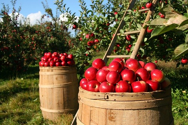 Bild: orchard-1872997_640 (Quelle: pixabay.com)