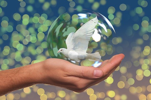 Bild: peace-dove-2489589_640 (Quelle: pixabay.com)