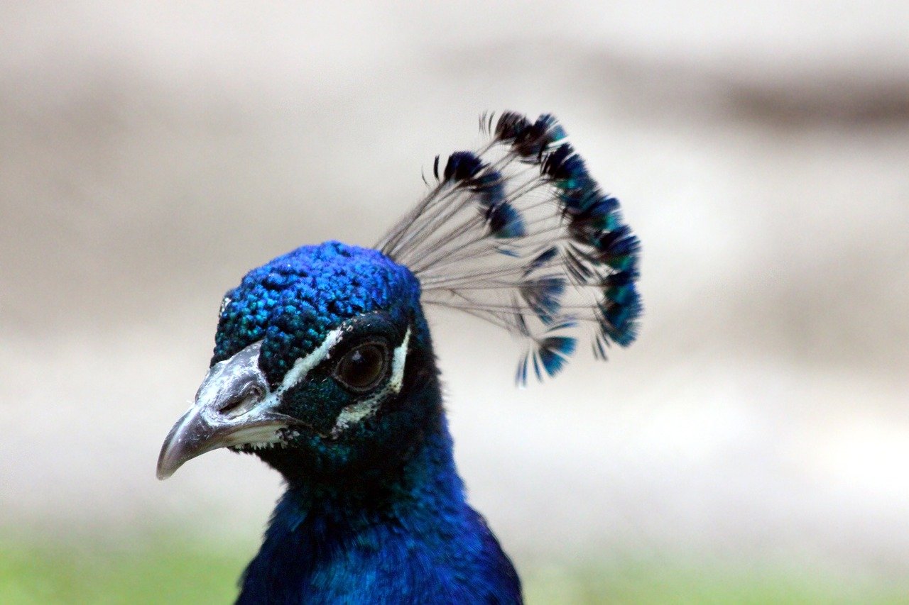 Bild: peacock-3279996_1280 (Quelle: pixabay.com)